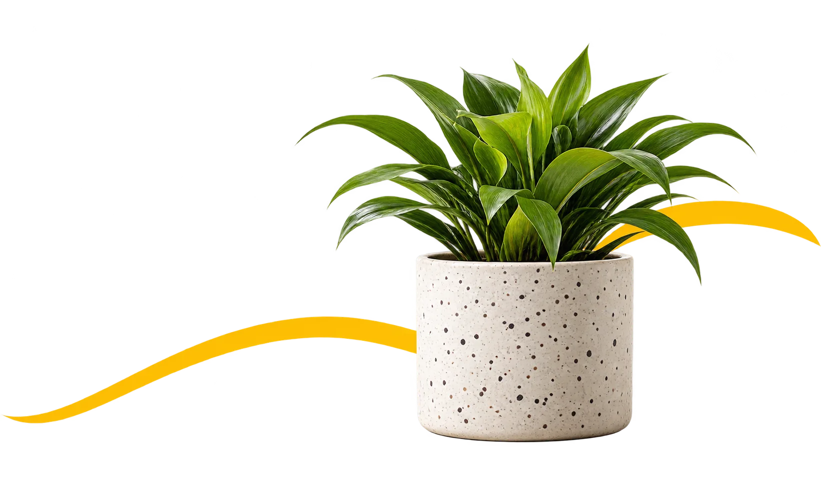 Potted plant with yellow ribbon